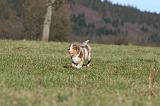 BERGER AUSTRALIEN PUPPIES 696